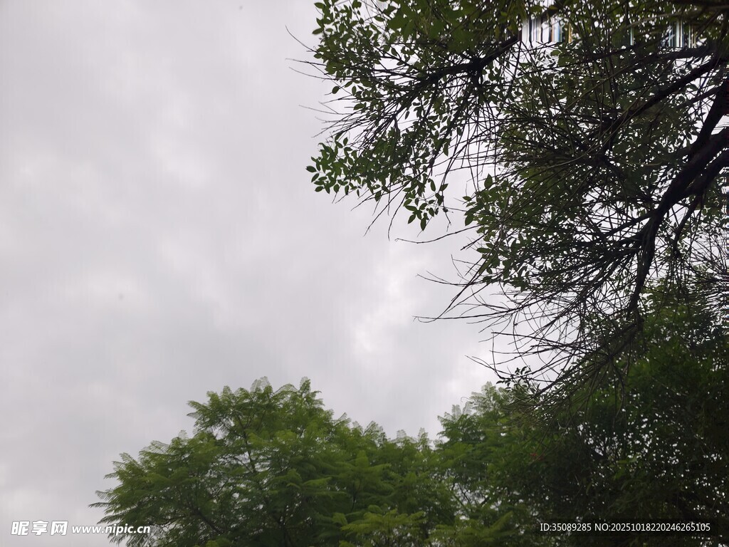 仰视绿树与阴沉天空