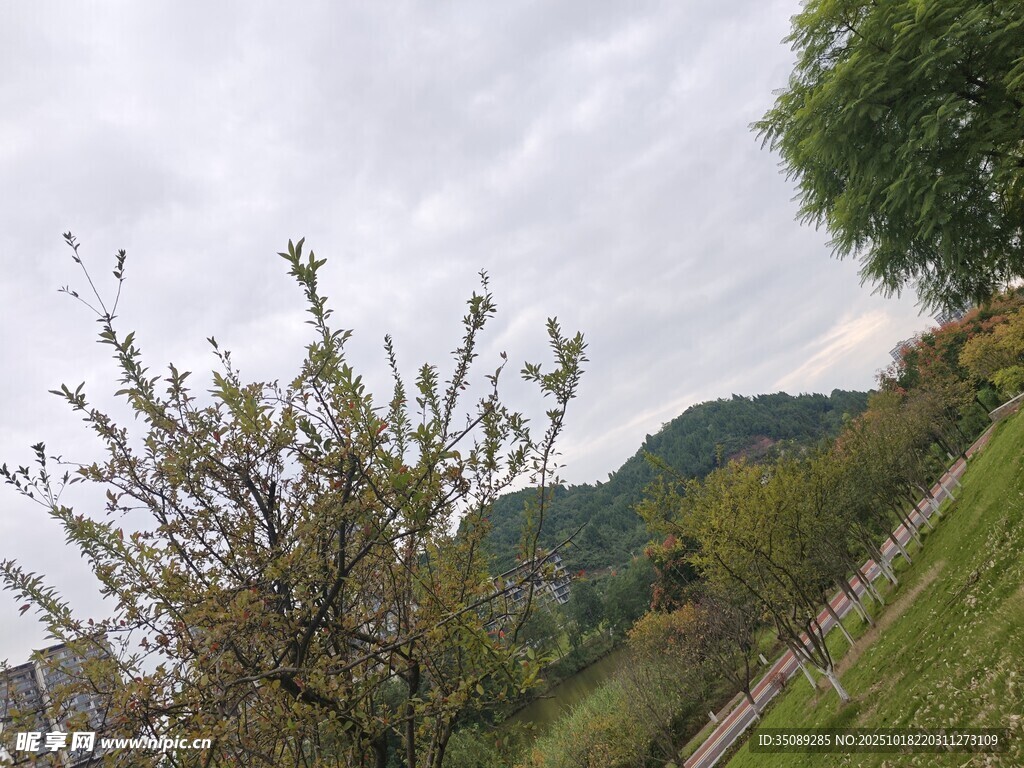 山间果树风景