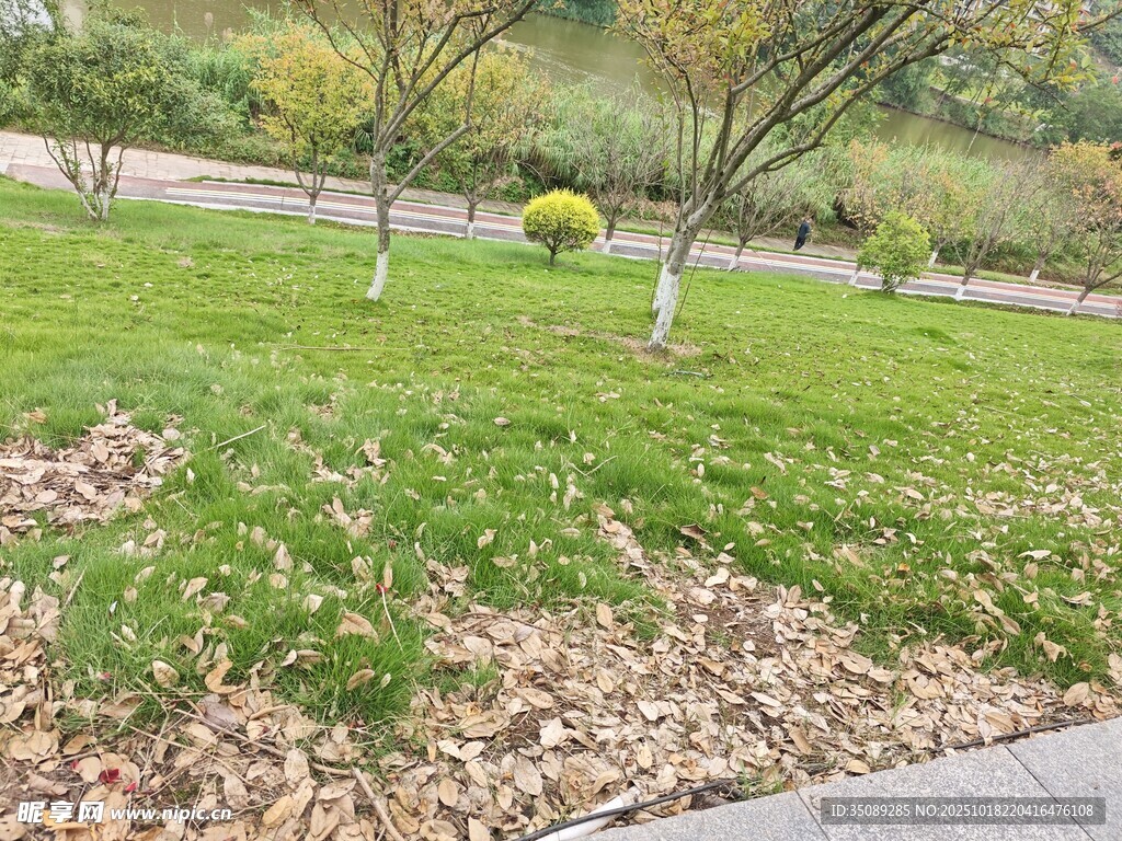 秋日公园草地落叶景致