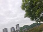 城市与绿树相映的景致