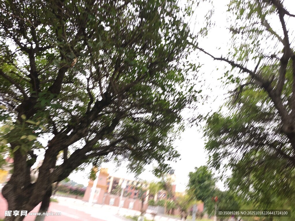繁茂绿树映衬远方景致