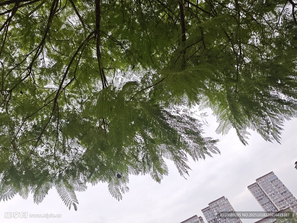 仰视葱郁树冠与高楼