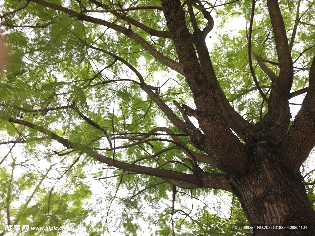 繁茂大树展现勃勃生机