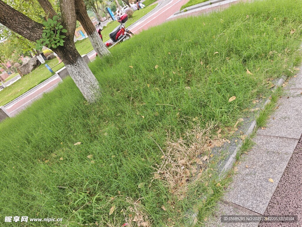 路边草地与树木景观