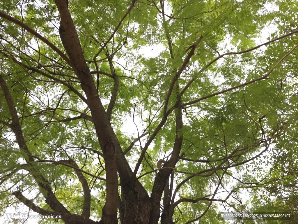 仰视葱郁大树枝叶繁茂