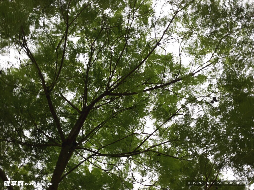 仰视繁茂绿叶树冠