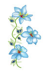 手绘花
