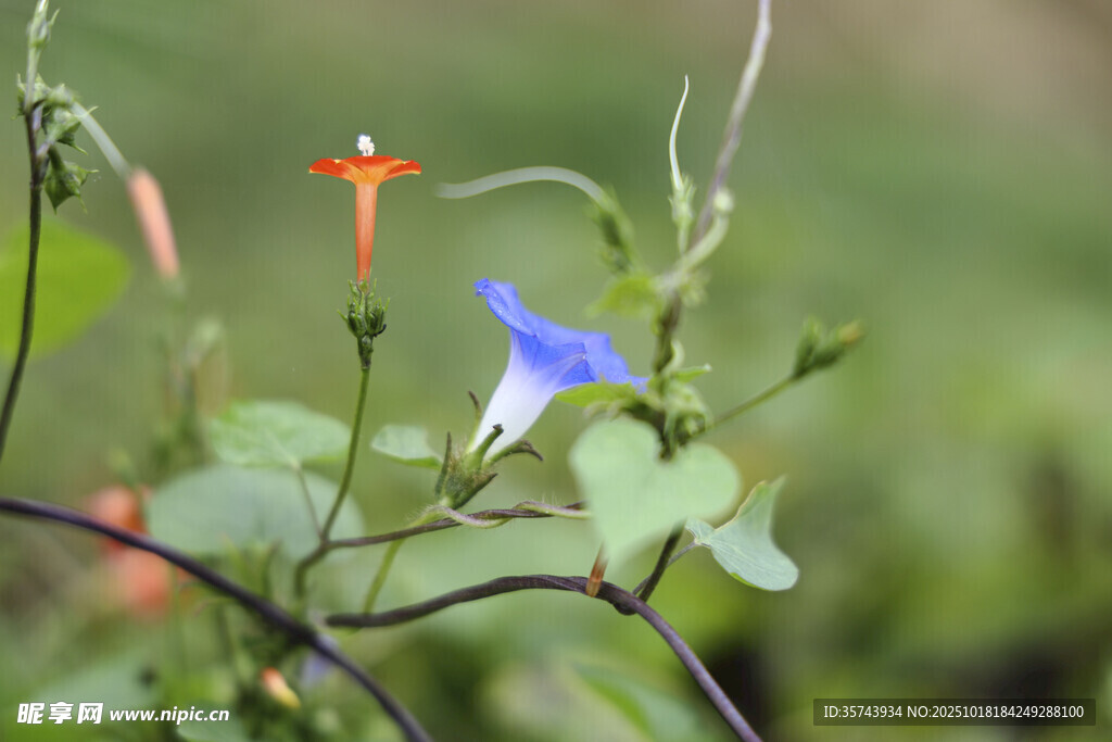 蓝紫牵牛花与小花