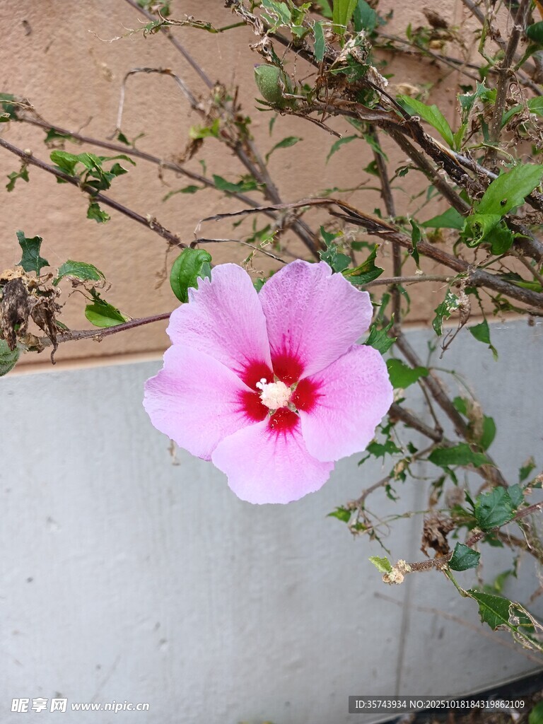 娇艳木槿花绽放