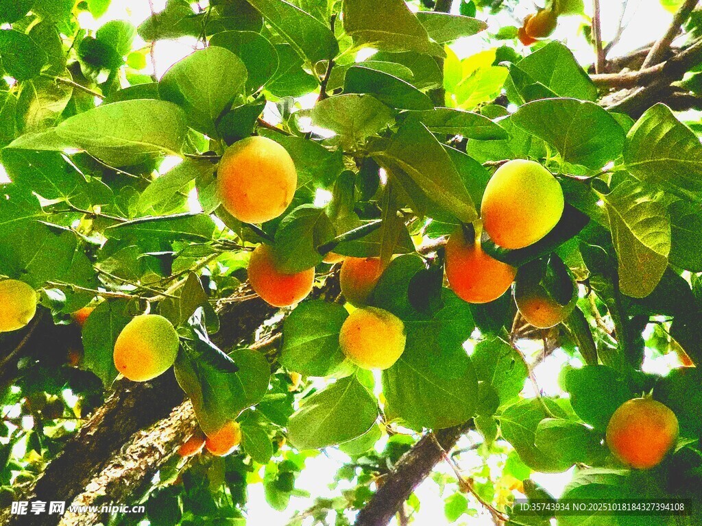 枝头硕果累累的黄杏