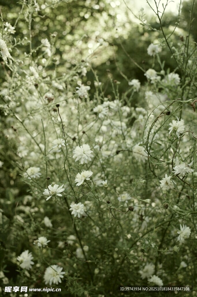 繁茂白花植物特写