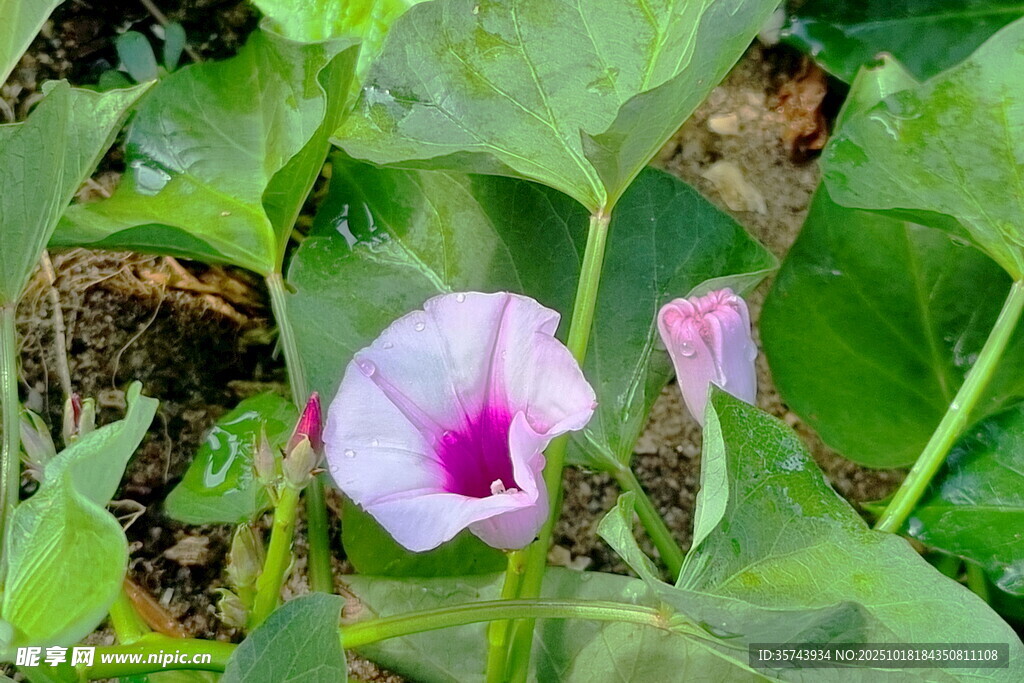 粉色牵牛花绽放绿意间