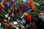 鲜艳橙红桂花满枝头