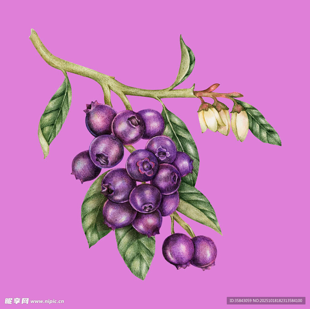 手绘紫葡萄与绿叶花朵