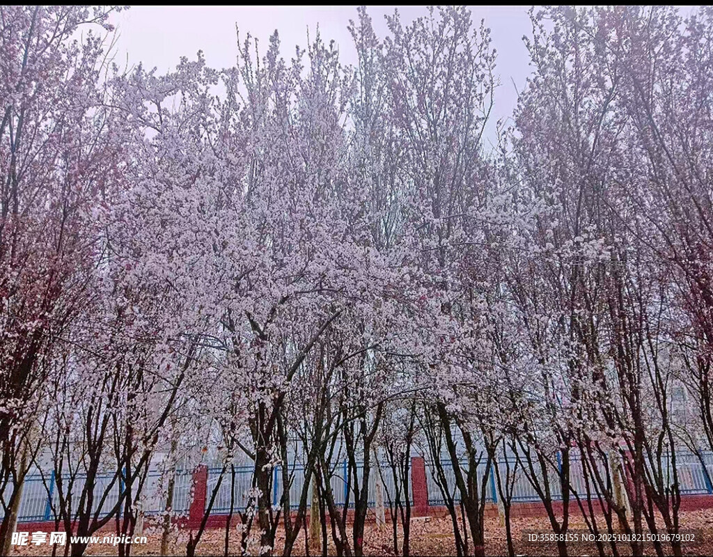 唯美滤镜紫叶李