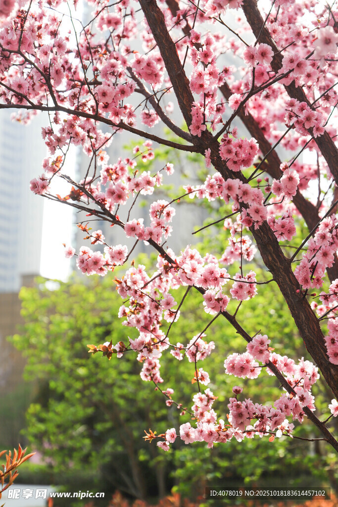 梅花