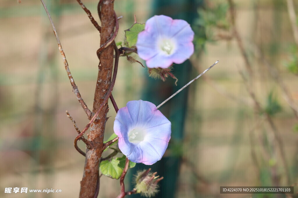 牵牛花