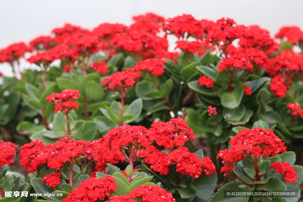 长寿花