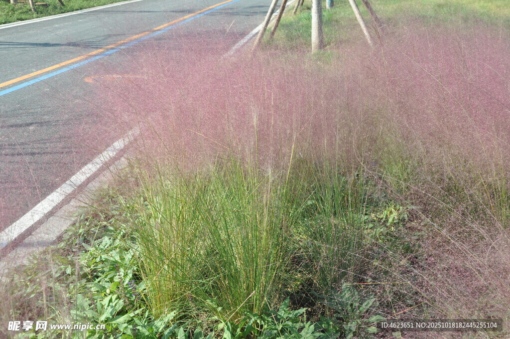 路边粉黛乱子草美景