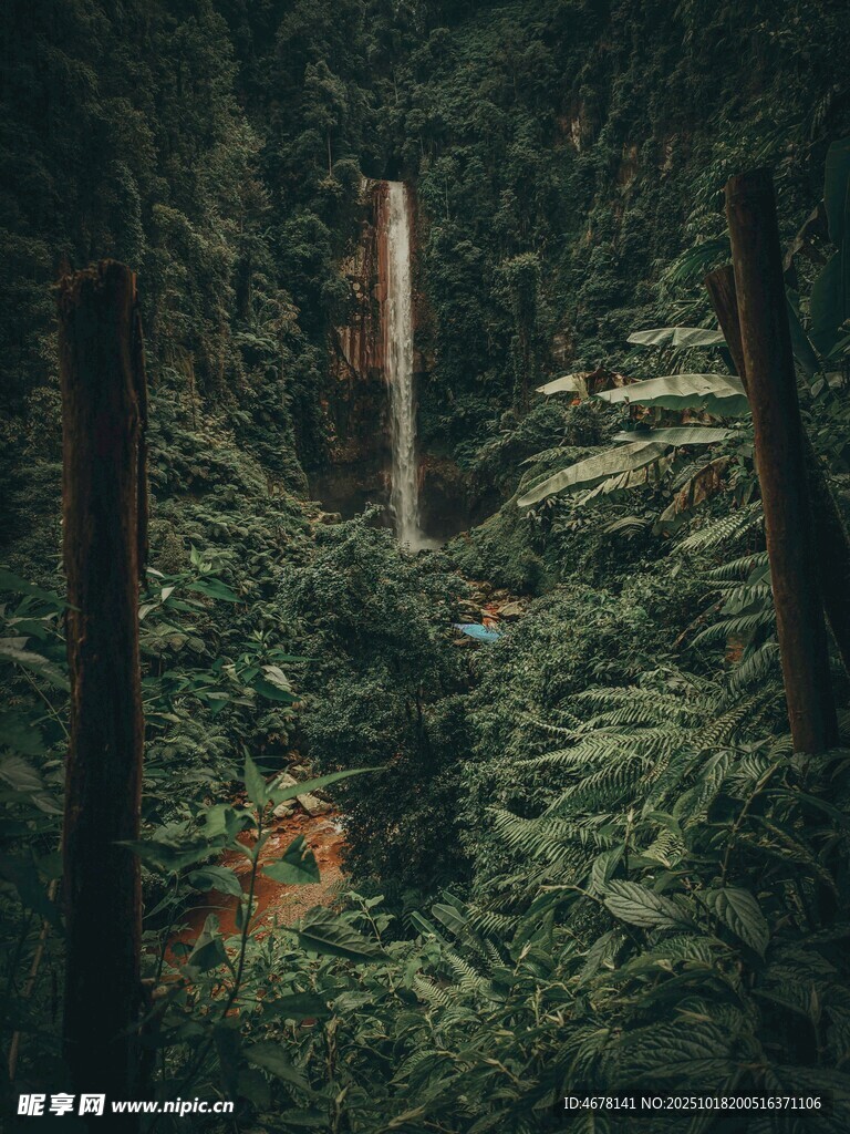 神秘森林中的繁茂植物景观