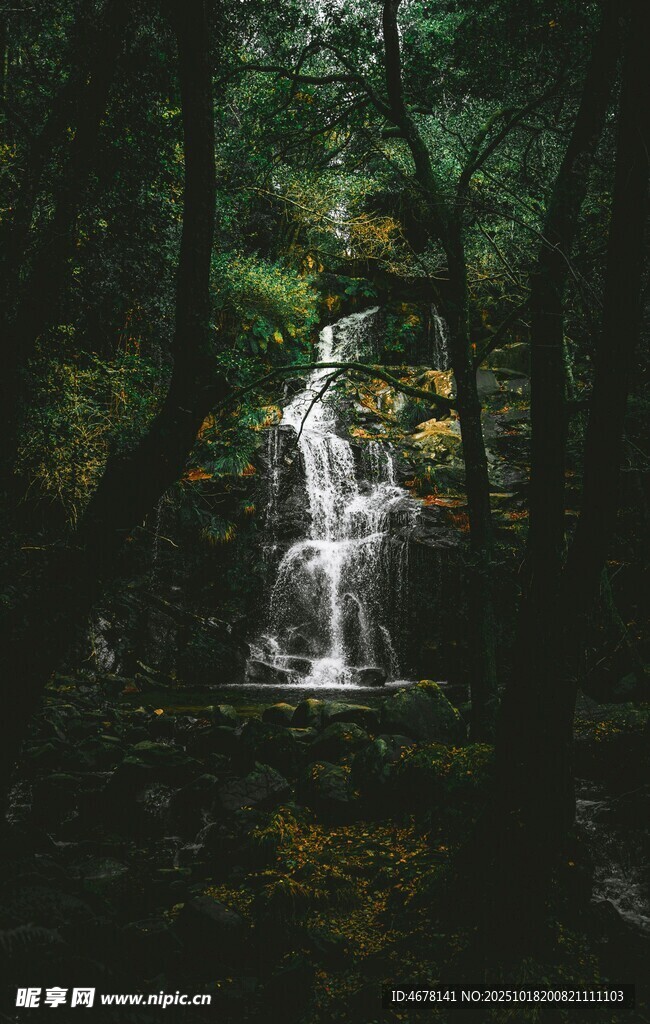 森林中的灵动瀑布景观