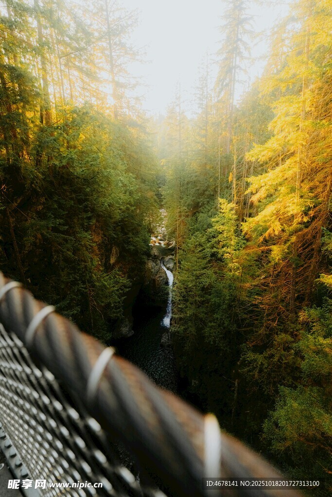 森林中的悬索桥美景