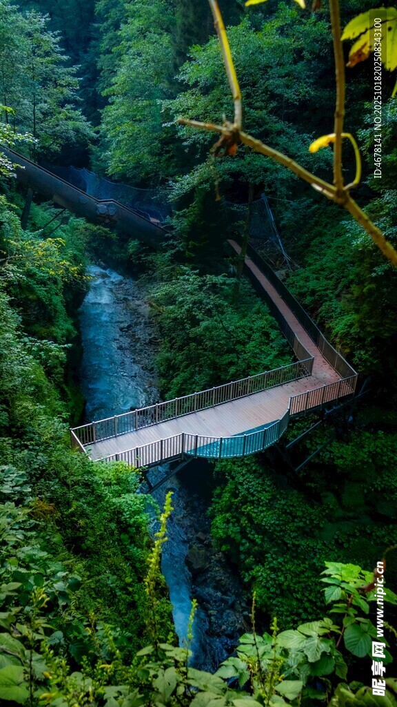 雨林中的悬空木桥