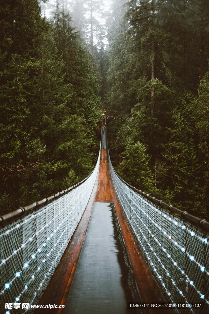 森林中的悬索桥景观