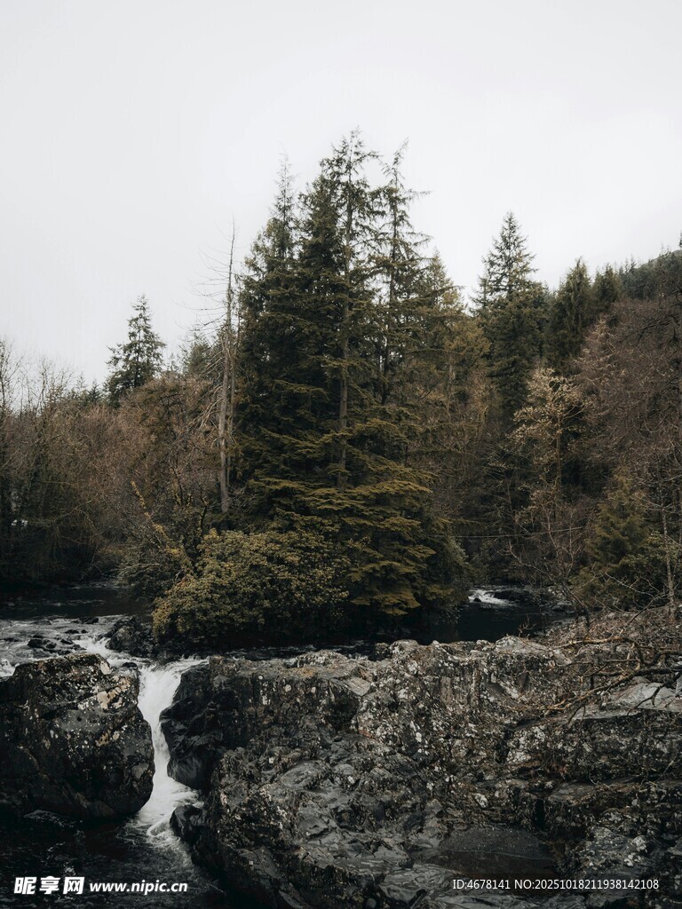 山间溪流旁的茂密树林