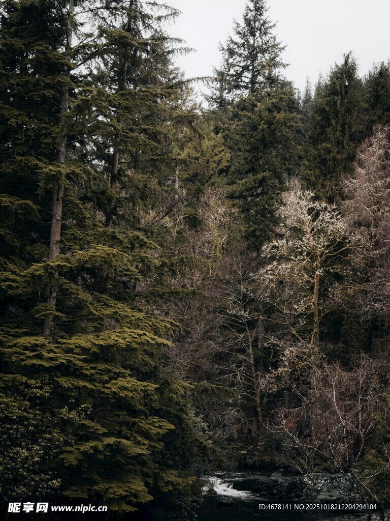 山林间的潺潺溪流