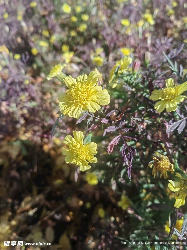 黄色小花绽放于草丛间