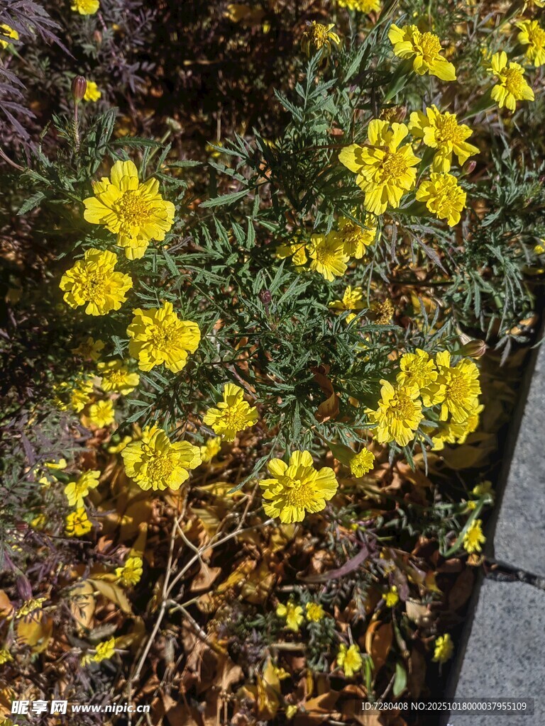 黄色小花绽放于绿植间