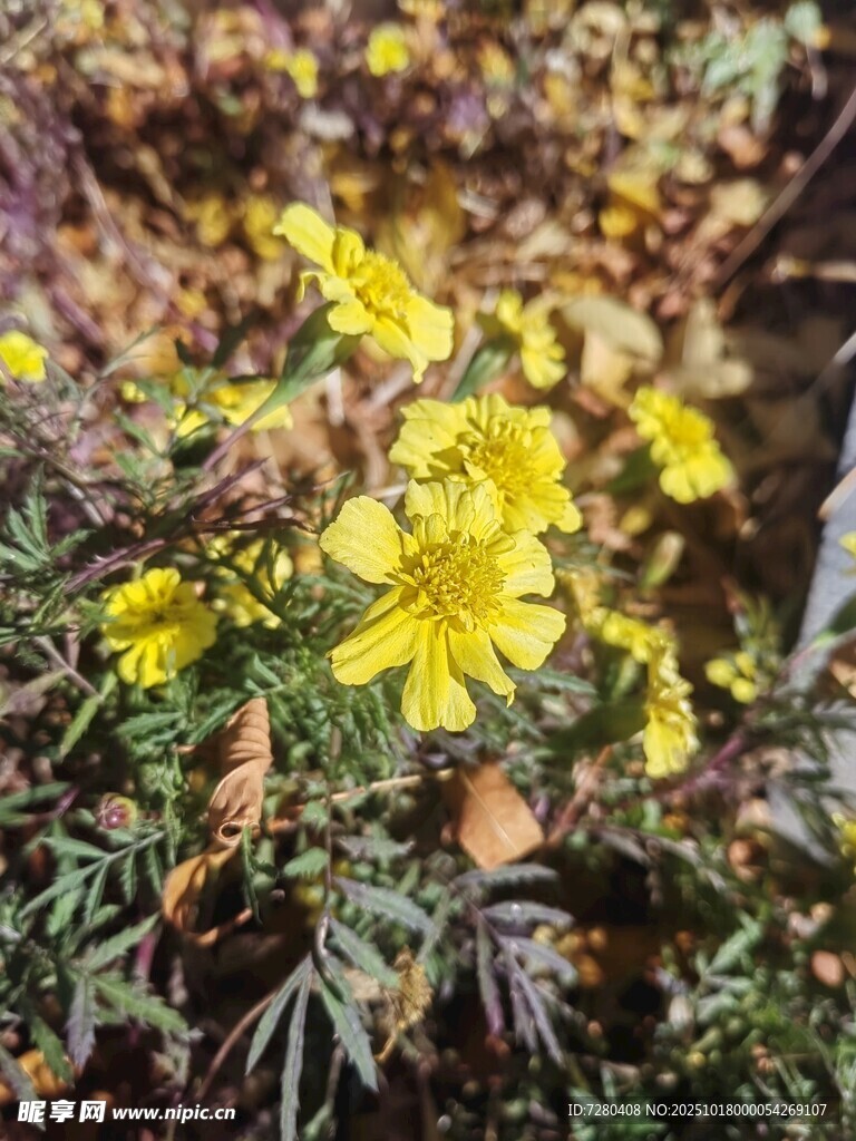 绽放的黄色小花