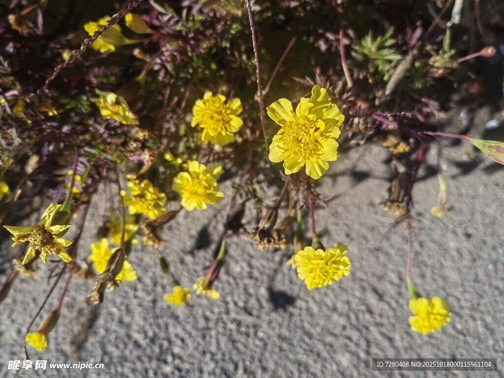 地面绽放的黄色小花