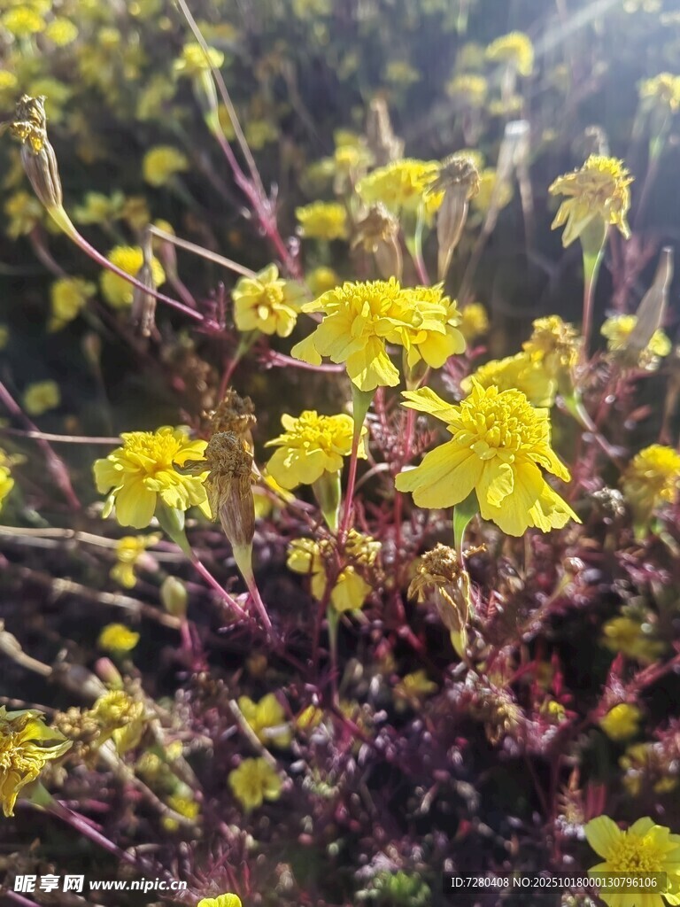 春日绽放的烂漫黄色小花