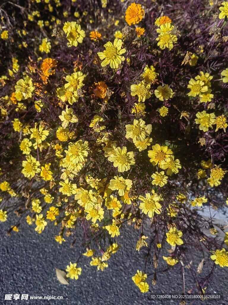 地上散落的黄色美丽小花