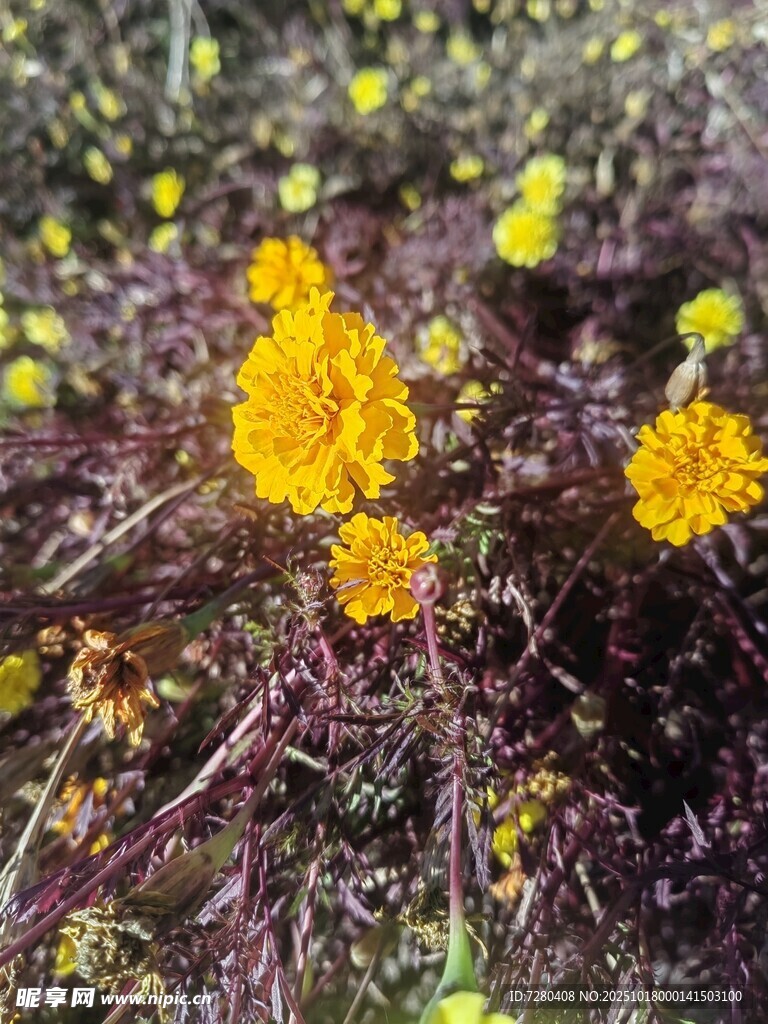 黄色小花绽放于草丛间