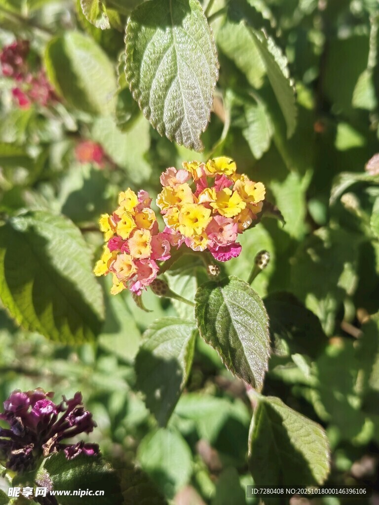 多彩马缨丹绽放