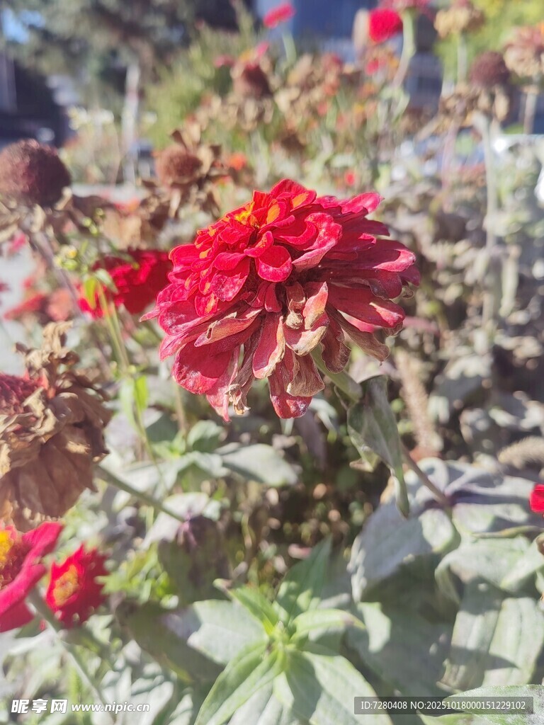 艳丽绽放的红色大丽花