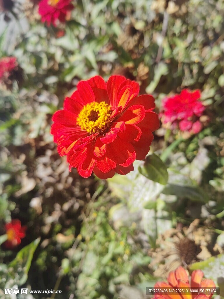 娇艳绽放的红色百日菊