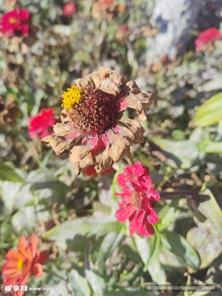 多彩绽放的美丽花卉