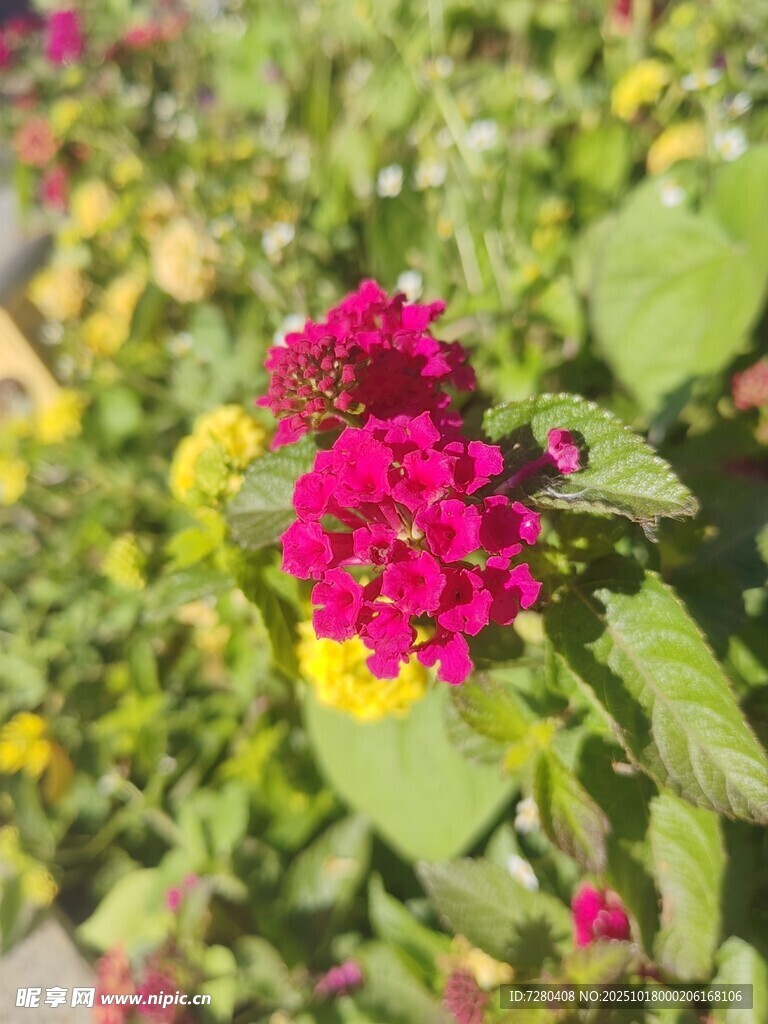 鲜艳多彩的马缨丹花朵