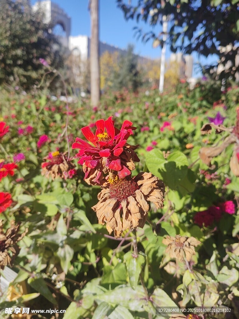 阳光下的艳丽花丛