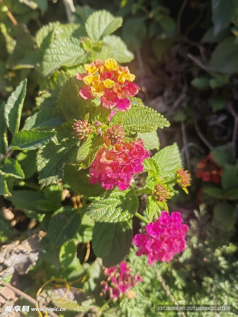 多彩花卉绽放绿意间