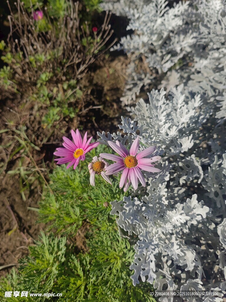 溪边绽放的娇艳粉色小花