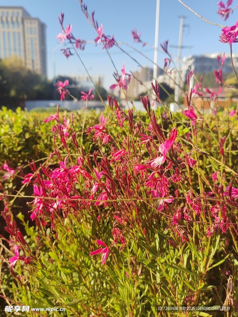 城市中绽放的艳丽粉花