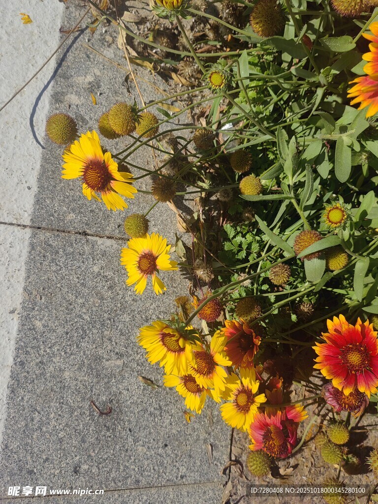 路边多彩小菊花绽放