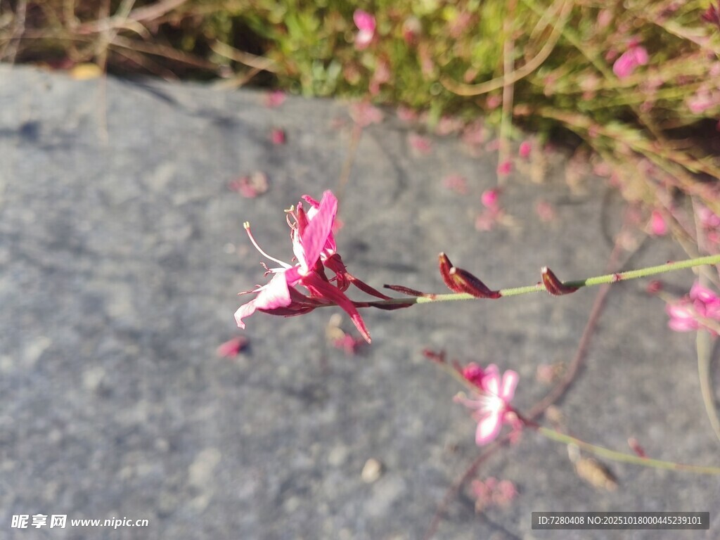 粉色小花绽放于石旁