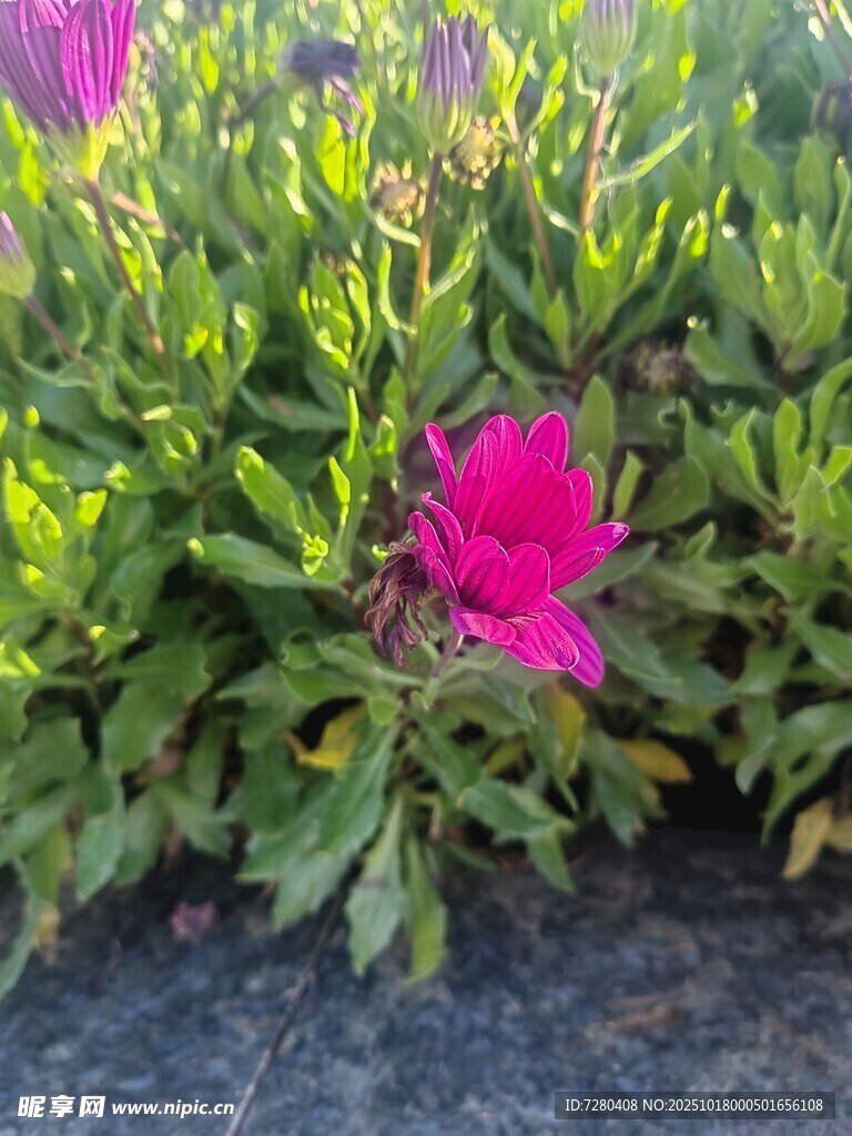 娇艳玫红花朵绽放绿叶间