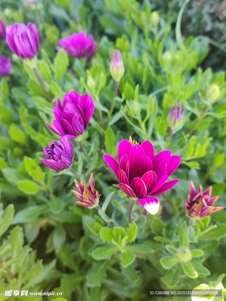 艳丽绽放的紫色花卉